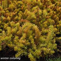 Sedum rupestre Prima Angelina