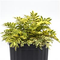 Polemonium pulcherrimum Golden Feathers