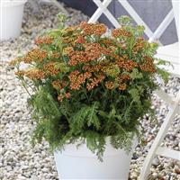 Achillea millefolium Milly Rock™ Red