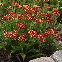 Achillea millefolium Milly Rock™ Red