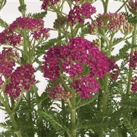Achillea millefolium Milly Rock™ Rose