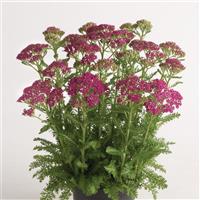 Achillea millefolium Milly Rock™ Rose