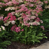 Achillea millefolium Milly Rock™ Rose
