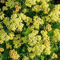 Achillea millefolium Milly Rock™ Yellow