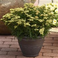 Achillea millefolium Milly Rock™ Yellow