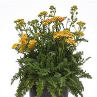 Achillea millefolium Milly Rock™ Yellow Terracotta