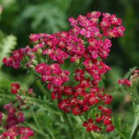 Achillea New Vintage™ Red
