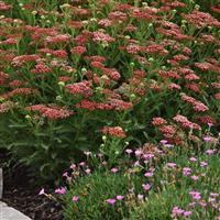 Achillea New Vintage™ Red