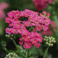 Achillea New Vintage™ Rose