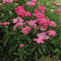 Achillea New Vintage™ Rose