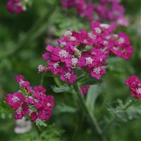 Achillea New Vintage™ Violet