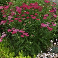 Achillea New Vintage™ Violet
