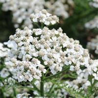 Achillea New Vintage™ White