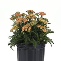 Achillea New Vintage™ Terracotta