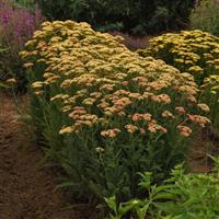 Achillea New Vintage™ Terracotta