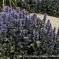 Ajuga tenorii Chocolate Chip