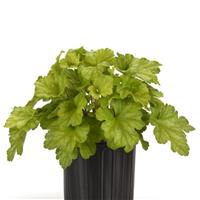 Heuchera Carnival Lime Zest
