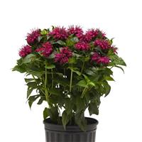 Monarda didyma BeeMine™ Purple