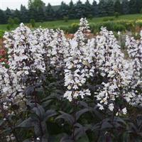 Penstemon digitalis Onyx and Pearls