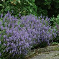Salvia nemorosa Blue Hill