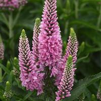 Veronica Skyward™ Pink