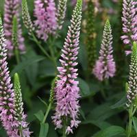 Veronica Skyward™ Light Pink