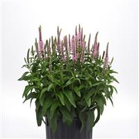 Veronica Skyward™ Light Pink