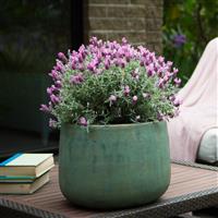 Lavandula pedunculata Lavender Frost™ Pink