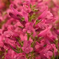 Penstemon barbatus Rock Candy<sup>®</sup> Pink Improved