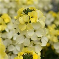 Erysimum Brightside™ Lemon Ice