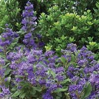 Caryopteris clandonensis Grand Bleu<sup>®</sup>