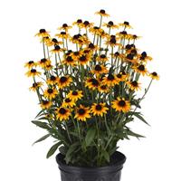 Rudbeckia Suntacular
