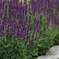 Salvia nemorosa Lyrical™ Blues
