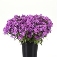 Phlox Candy Cloud™ Pink