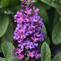Buddleia Chrysalis™ Blue