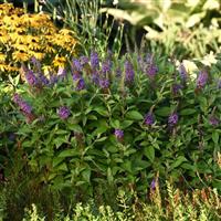Buddleia Chrysalis™ Blue