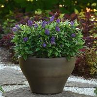 Buddleia Chrysalis™ Blue