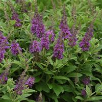 Buddleia Chrysalis™ Blue