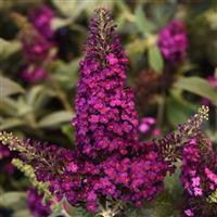 Buddleia Chrysalis™ Cranberry
