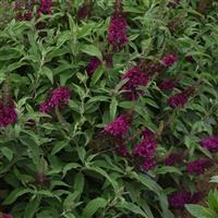 Buddleia Chrysalis™ Cranberry