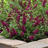 Buddleia Chrysalis™ Cranberry