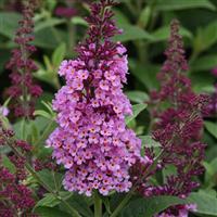 Buddleia Chrysalis™ Pink