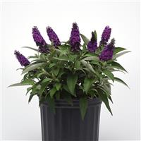 Buddleia Chrysalis™ Purple