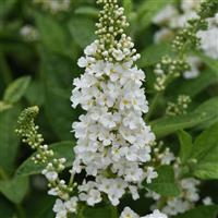 Buddleia Chrysalis™ White