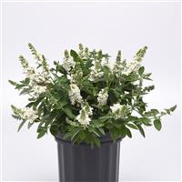 Buddleia Chrysalis™ White