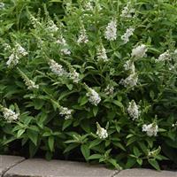 Buddleia Chrysalis™ White