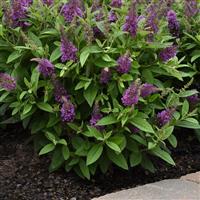 Buddleia Chrysalis™ Blue