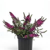 Buddleia Chrysalis™ Cranberry