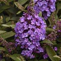Buddleia Chrysalis™ Steel Blue