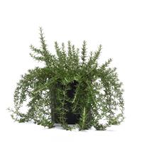 Rosmarinus Blue Cascade